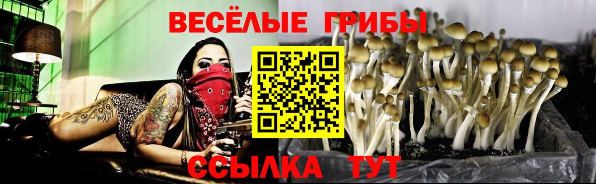 Псилоцибиновые грибы Psilocybine cubensis  Вход с VPN  Тверь  Псилоцибиновые грибы MAGIC MUSHROOMS 